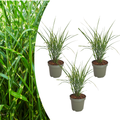 3x Miscanthus sinensis ‘Zebrinus’ – Opvallend zebragras met decoratief gestreept blad | Potmaat 12 cm
