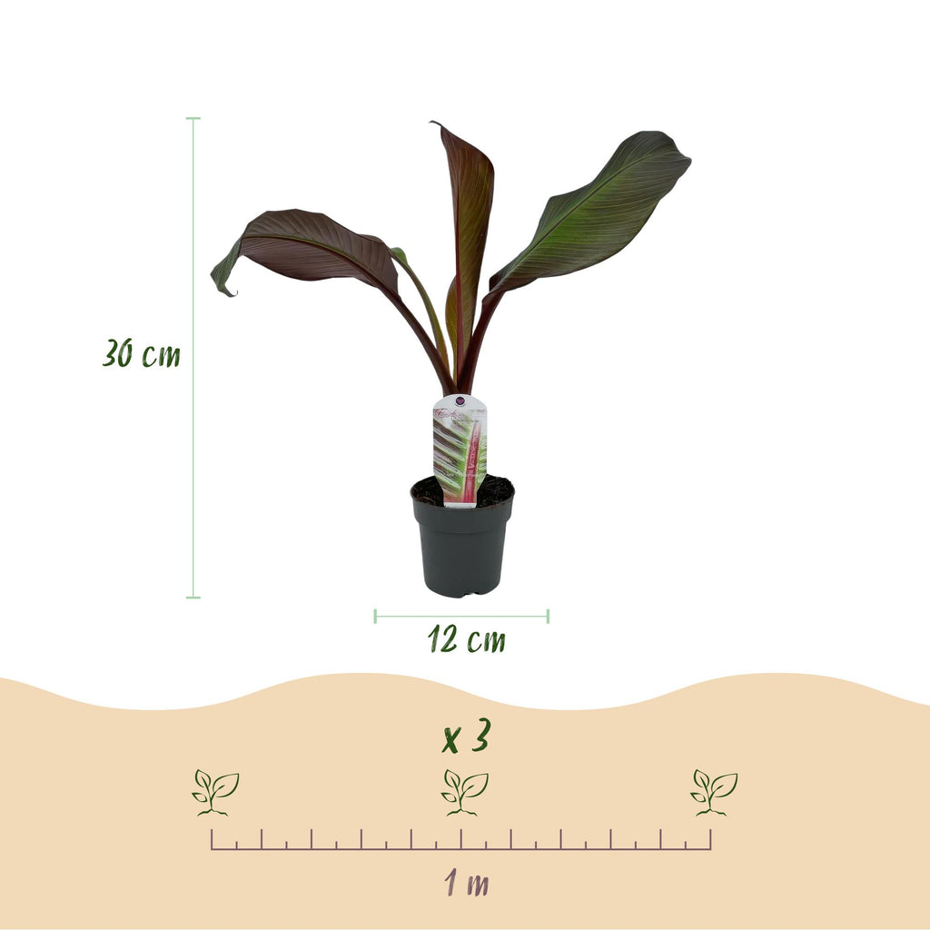 Fruitplant - Bananen plant - Ensete ventricosum Maurelli - Winterhard - 2 planten - Pot 12cm Hoogte 30cm