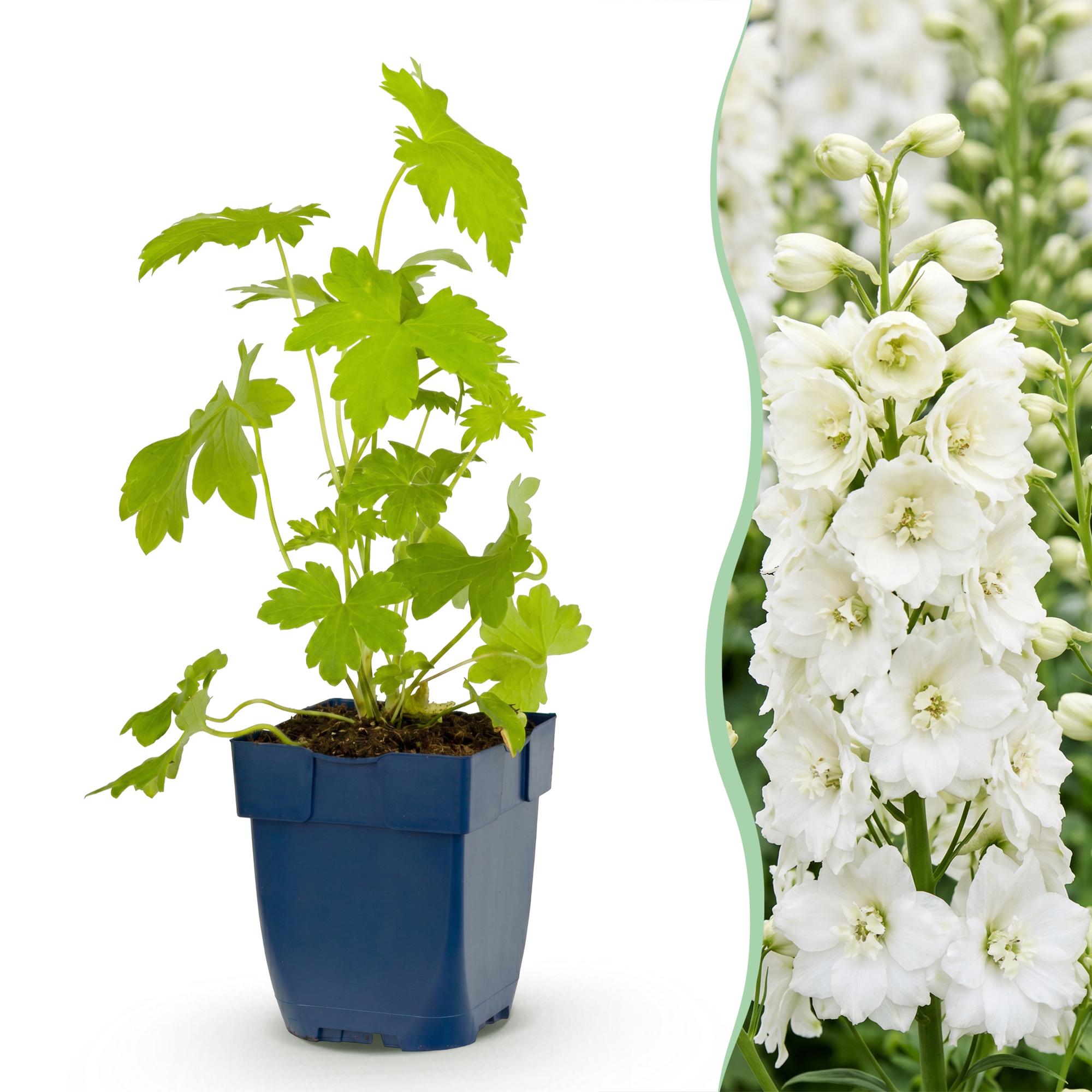 Vasteplant - Delphinium (P) Galahad - Ridderspoor - Bijen en Vlinderlokkers - Wit - 12 Planten - Pot 11cm - Hoogte 15-25cm