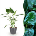 Kamerplanten - Alocasia Cucullata - Boeddha,s hand - Weinig onderhoud - Groen - 1 Plant - met Potter Grijs - Pot 21cm - Hoogte 65-70cm