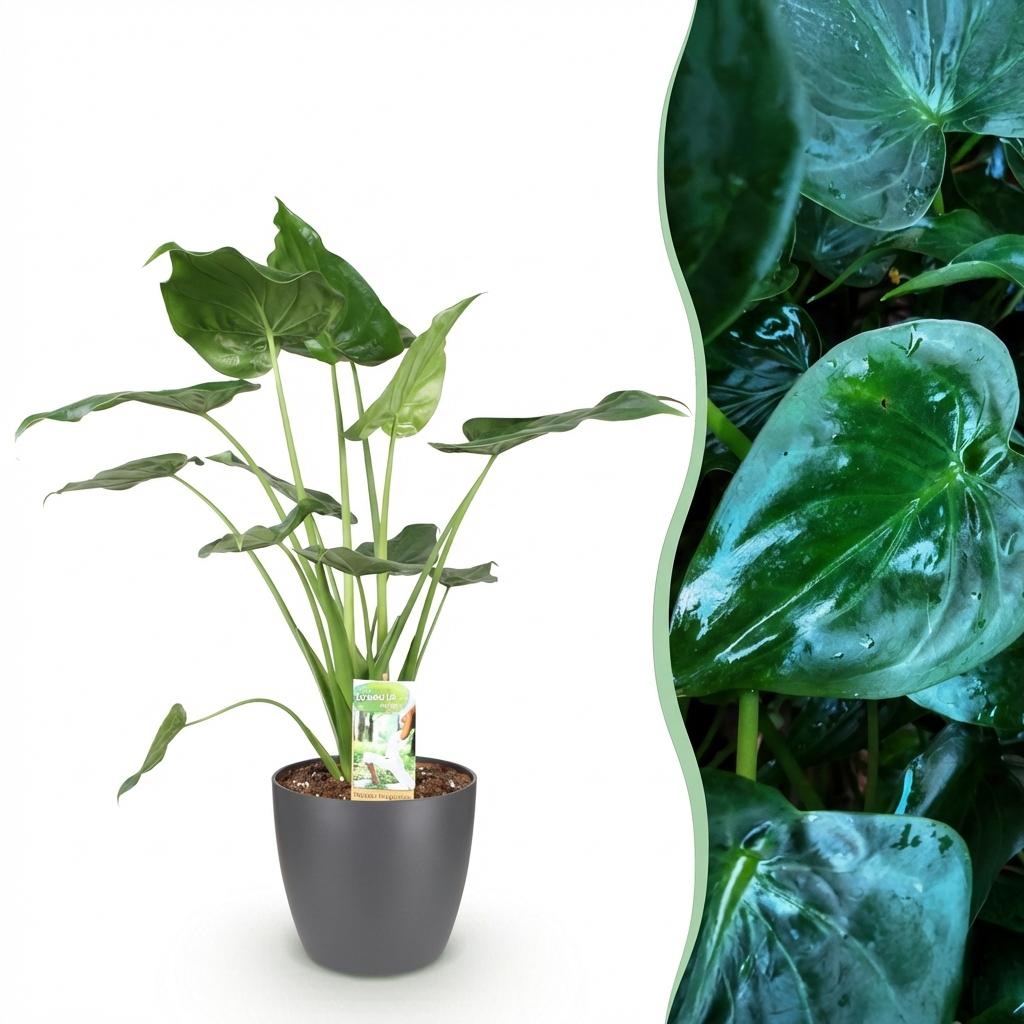 Kamerplanten - Alocasia Cucullata - Boeddha,s hand - Weinig onderhoud - Groen - 1 Plant - met Potter Grijs - Pot 21cm - Hoogte 65-70cm