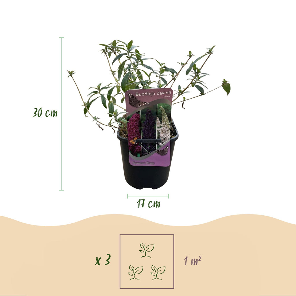 Vlinderstruik - Buddleja davidii Tricolour - Bloem Roze , Wit en Paars - 1 Plant - Bladverliezend - Vlinderlokkend -  Pot 17cm Hoogte 30cm