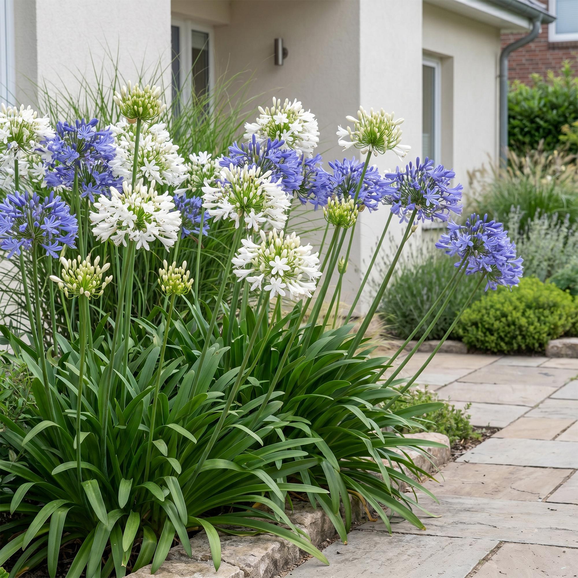 Vasteplant - Agapanthus Duo - Afrikaanse Lelie - Bijen en Vlinderlokkers - Blauw - Wit - 12 Planten - Pot 11cm - Hoogte 15-25cm