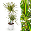 Kamerplanten - Dracaena Sunray - Drakenbloedboom - Weinig onderhoud - Groen - 1 Plant - met Potter Wit - Pot 21cm - Hoogte 90-100cm