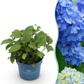 Tuinplant - Hydrangea Endles Summer The Orginal Blue - Hortensia - Winterhard - Blauw - 1 Plant - Pot 14cm - Hoogte 20-25cm