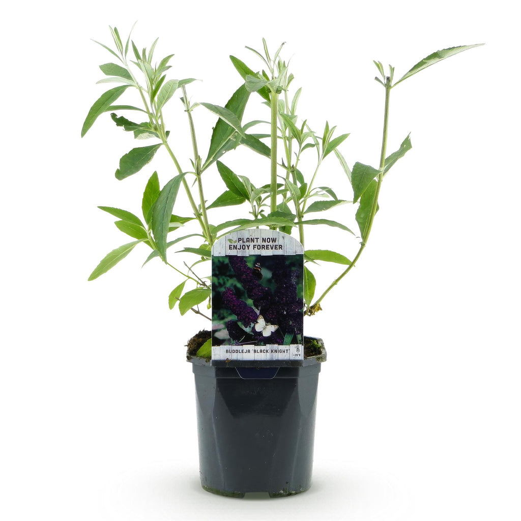 Tuinplant - Buddleja davidii Black Night - Vlinderstruik - Winterhard - Paars - 1 Plant - Pot 17cm - Hoogte 45cm
