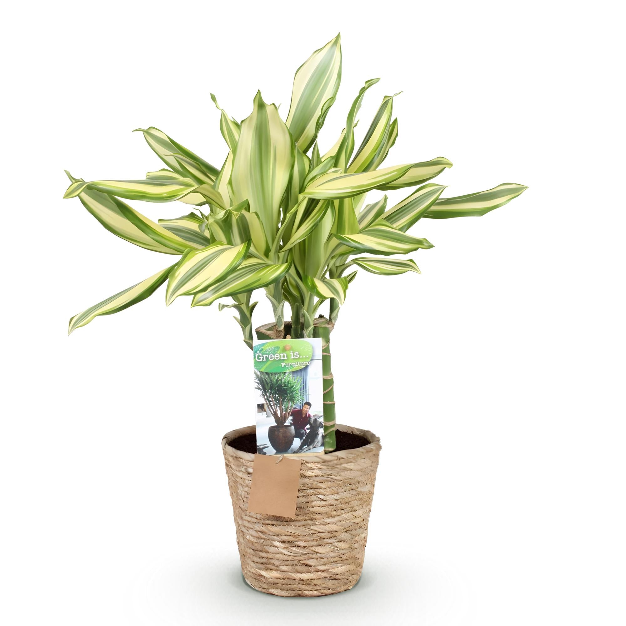 Green is... Kamerplanten - Dracaena fragrans Diamond Dream - Drakenbloedboom - Weinig onderhoud - met mand - Groen - 1 Plant - Pot 17cm - Hoogte 50-55cm