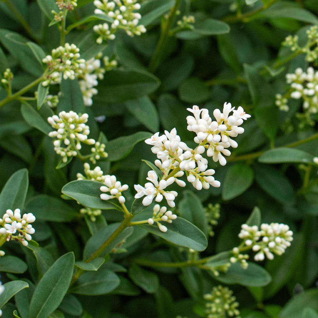 8x Ligustrum ovalifolium - Gewone Liguster - Haagplanten - Groenblijvend - Groen - Pot 9cm - Hoogte 35-45cm