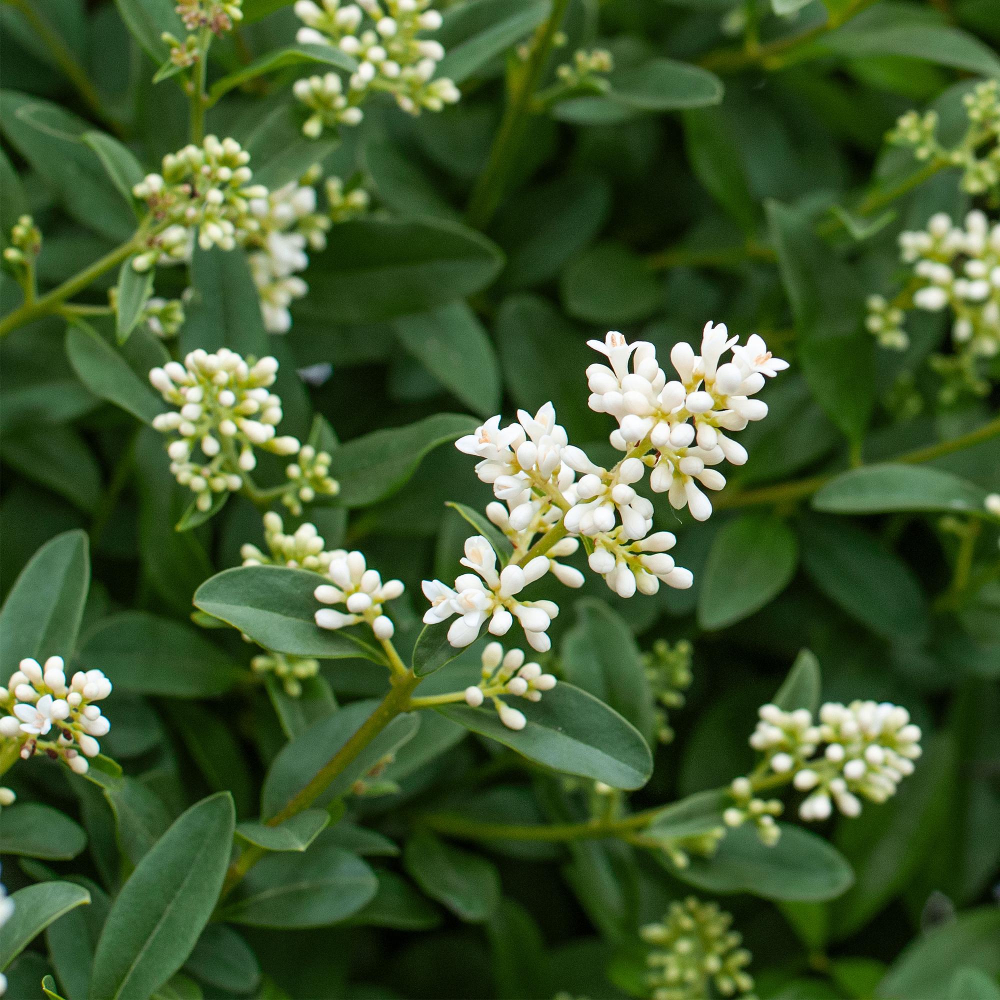 8x Ligustrum ovalifolium - Gewone Liguster - Haagplanten - Groenblijvend - Groen - Pot 9cm - Hoogte 35-45cm