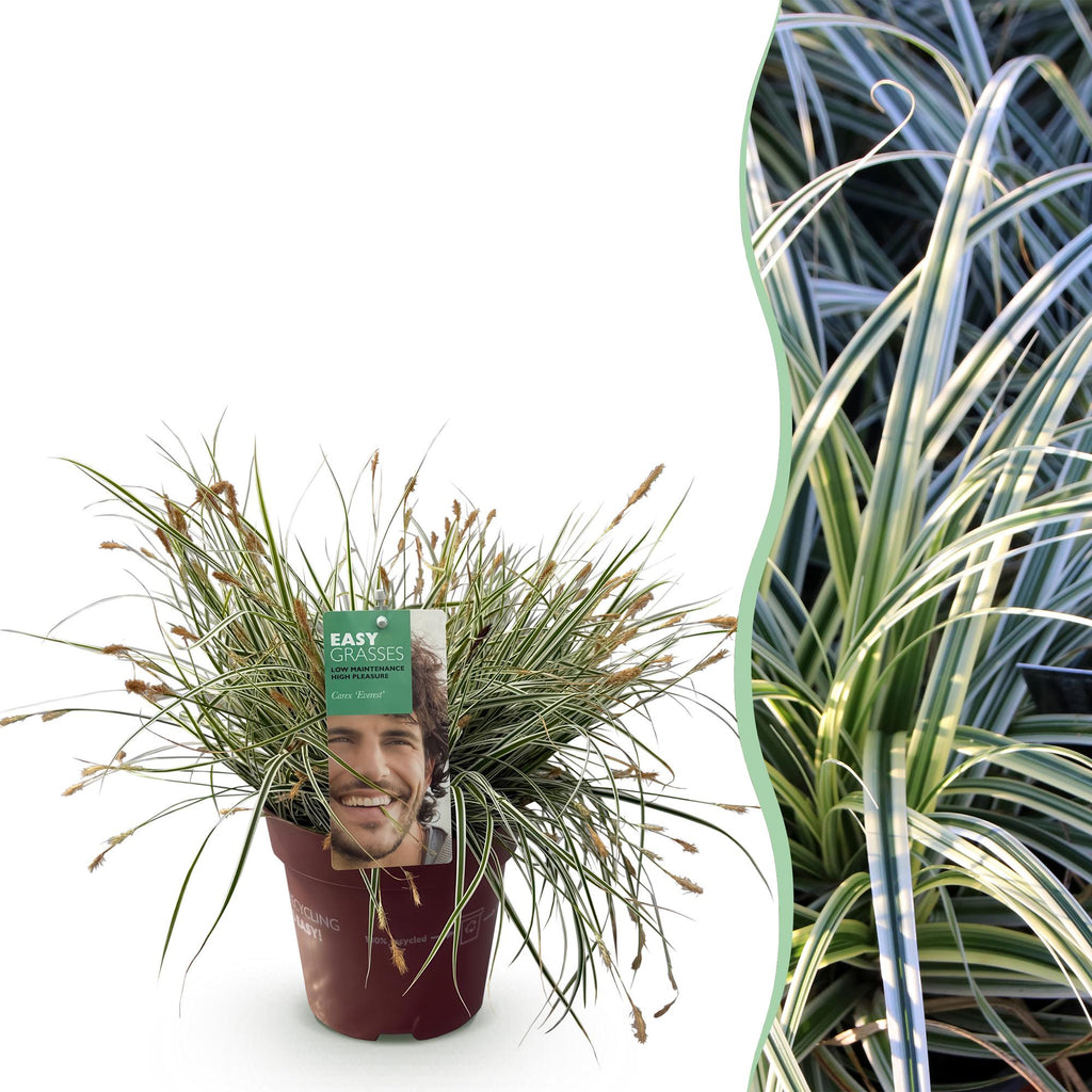 Siergrassen - Carex oshimensis Everest - Wit en Groen - 1 Plant - Groenblijvend - Winterhard - Pot 17cm Hoogte 50cm