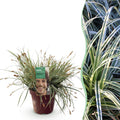 Siergrassen - Carex oshimensis Everest - Wit en Groen - 1 Plant - Groenblijvend - Winterhard - Pot 17cm Hoogte 50cm