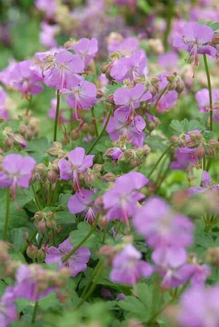 60x Geranium cant. 'Cambridge' - ↕10-25cm - Ø9cm