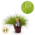 Siergrassen - Festuca glauca Golden Toupee - Geel - 4 Planten - Bladhoudend - Weinig Onderhoud - Pot 17cm Hoogte 50cm