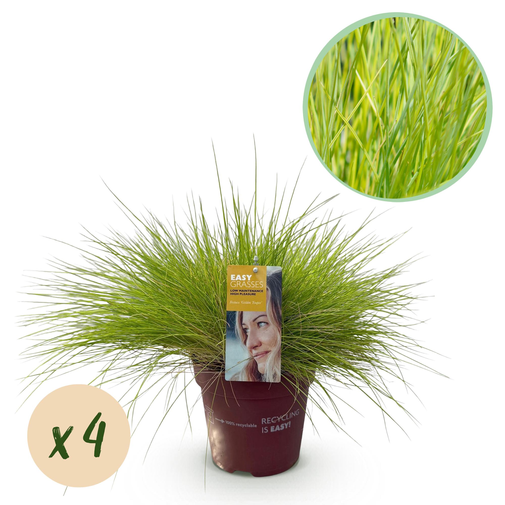 Siergrassen - Festuca glauca Golden Toupee - Geel - 4 Planten - Bladhoudend - Weinig Onderhoud - Pot 17cm Hoogte 50cm