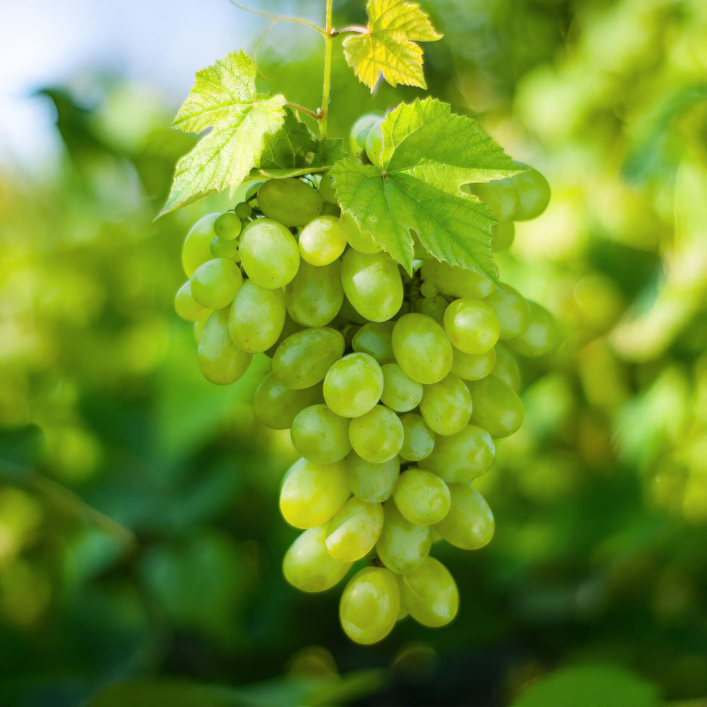 Fruitplant - Vitis vinifera Himrod - Druivenplant - Pitarm - Witte Druif - 2 Planten - Pot 15cm - Hoogte 50cm