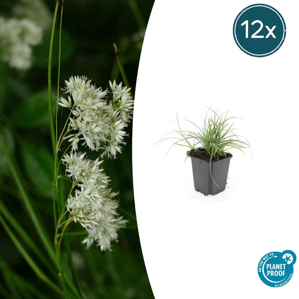 12x Luzula nivea - ↕10-25cm - Ø9cm
