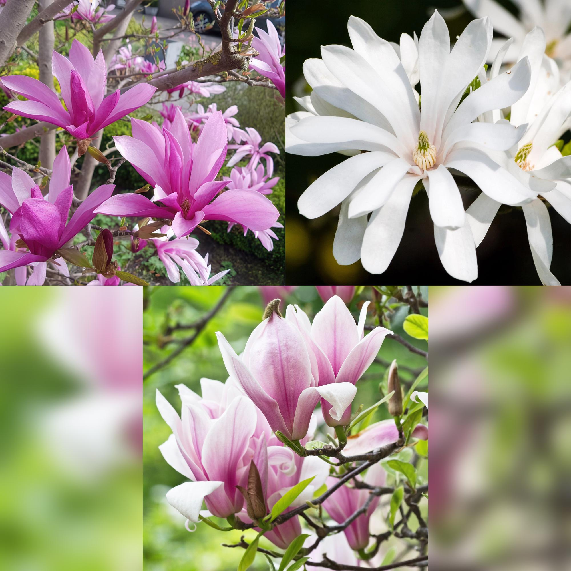 Tuinplant - Magnolia Tricolour - Bloem Wit-Roze-Paars - 3 Planten - Bladverliezend - Weinig Onderhoud - Pot 12cm Hoogte 30cm