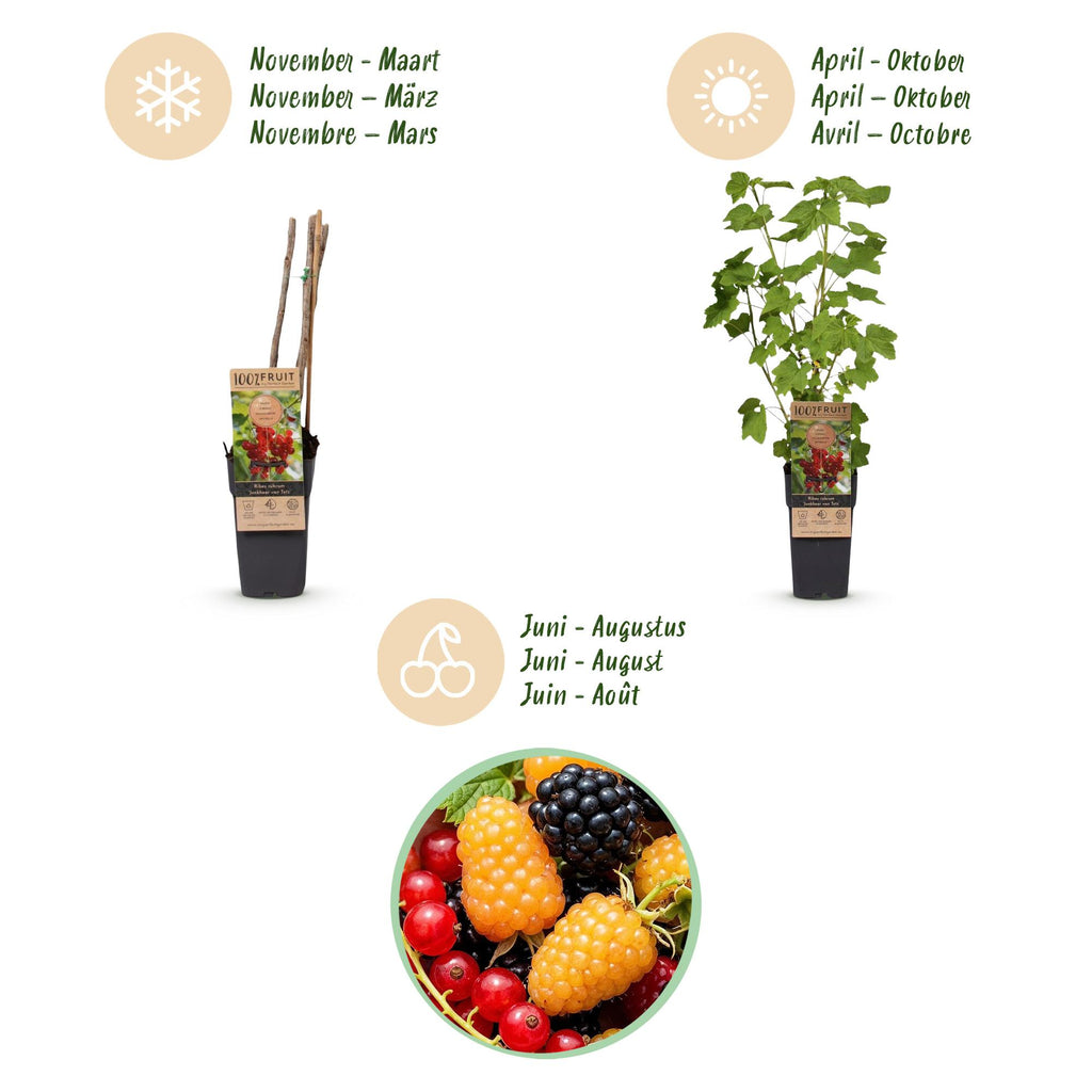 Fruitplant - Ribes-Rubes Mix - Tricolour - Winterhard - Rode Bes - Zwarte Braam - Gele Framboos - 3 Planten - Pot 15cm - Hoogte 50cm