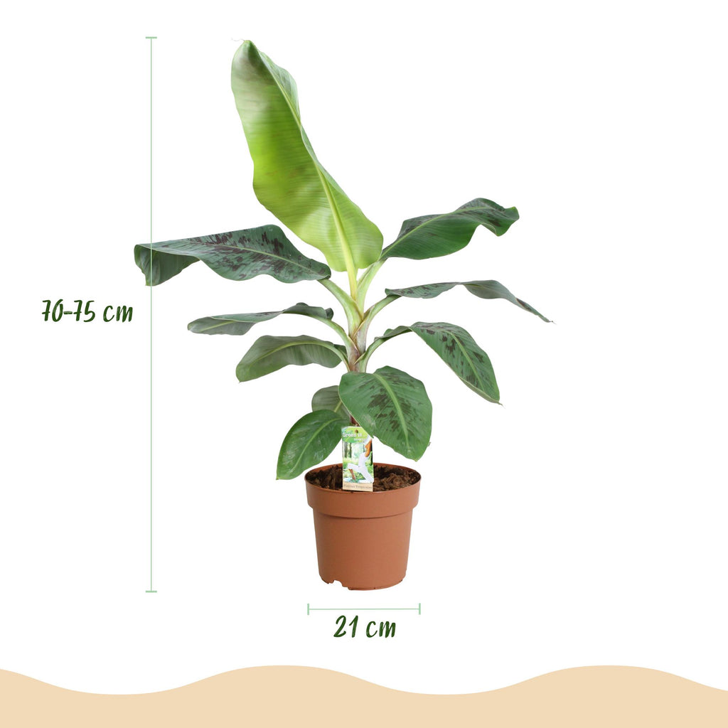 Kamerplanten - Musa acuminata Dwarf Cavendisch - Bananenplant - Weinig onderhoud - Groen - 1 Plant - met Potter Grijs - Pot 21cm - Hoogte 70-75cm