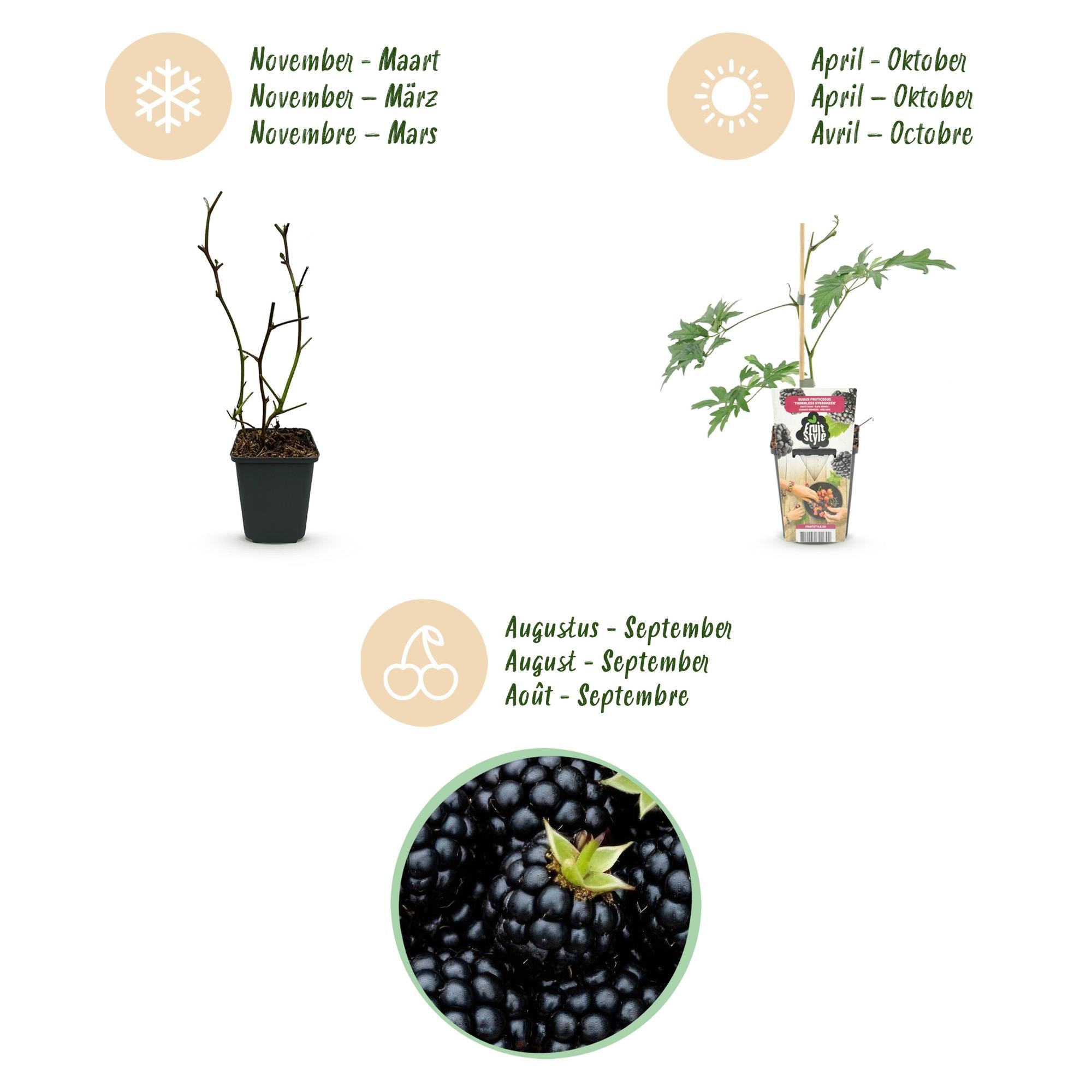 Fruitplanten - Groenblijvende Braam - Rubus Thornless Evergreen - Winterhard - 3 Planten - Pot 9 cm - Zwarte Braam