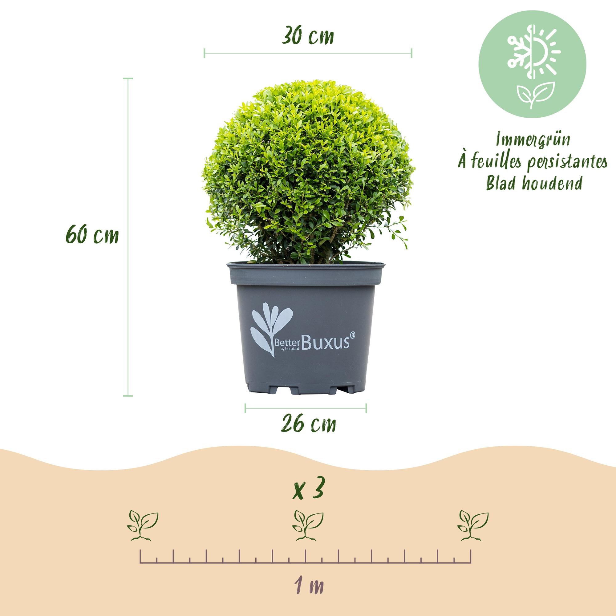 Buxus Bol - BetterBuxus Skylight - Resistant tegen Buxus Schimmel - 2 planten - pot 26cm bol 30cm