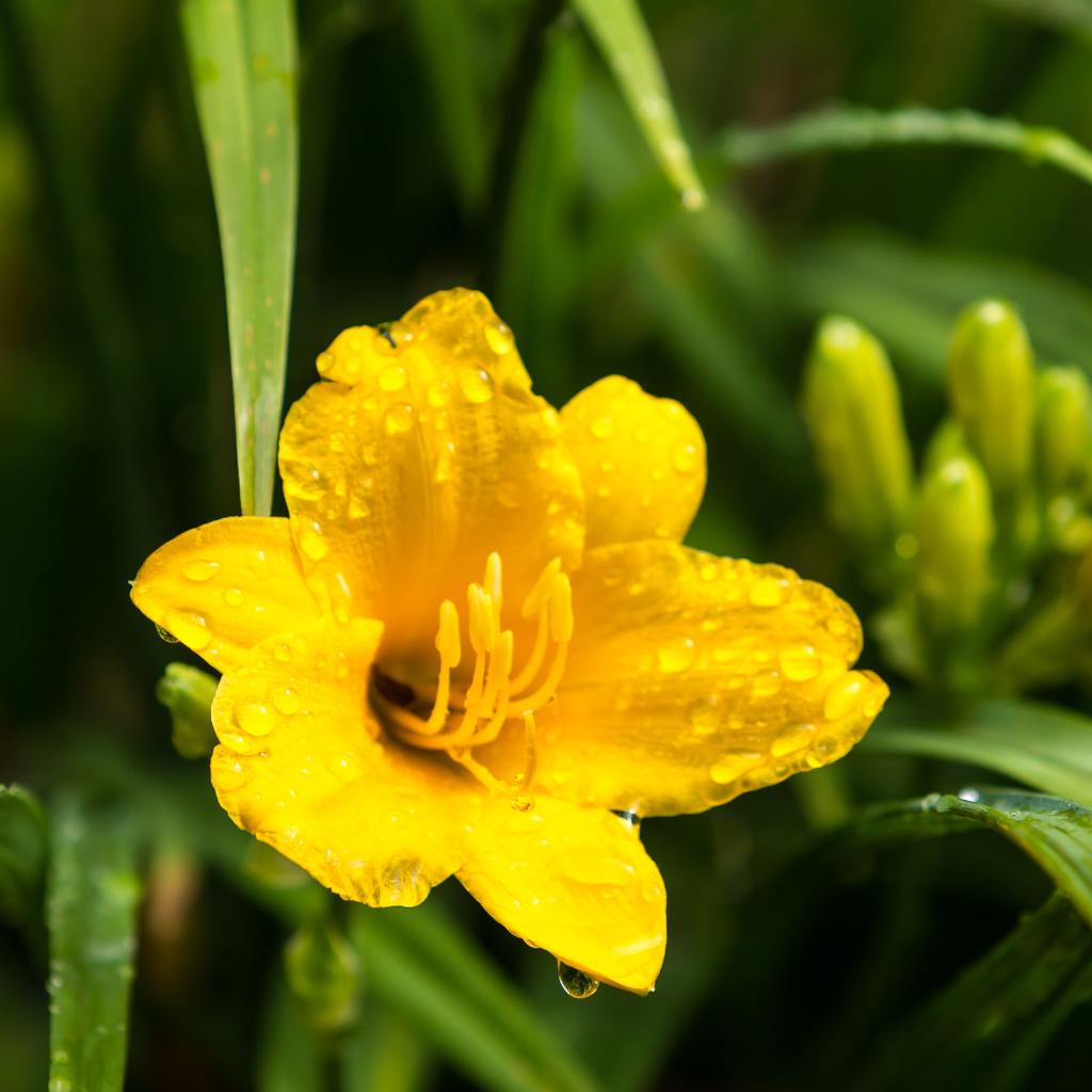 24x Hemerocallis 'Stella de Oro' - ↕10-25cm - Ø9cm