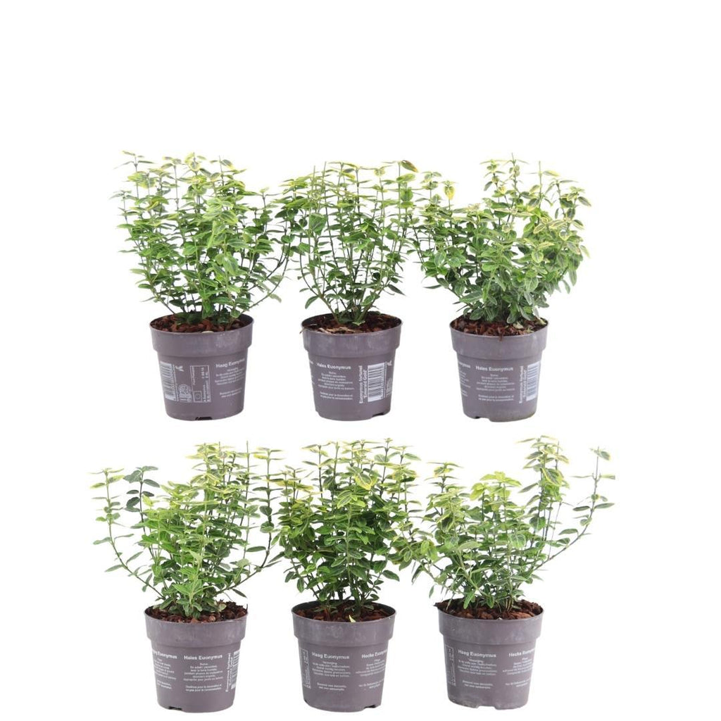 Plants by Frank - 1 meter gele Kardinaalsmuts haag - Euonymus fortunei 'Emerald Gold' - Set van 6 winterharde haagplanten - Groenblijvende haag - Vers van de kwekerij geleverd