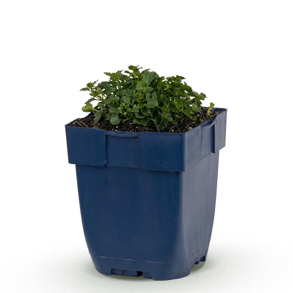 Vasteplant - Campanula portenschlagiana - Perzikbladklokje - Bodembedekkend - Roze - 1 Plant - Pot 11cm - Hoogte 15-25cm