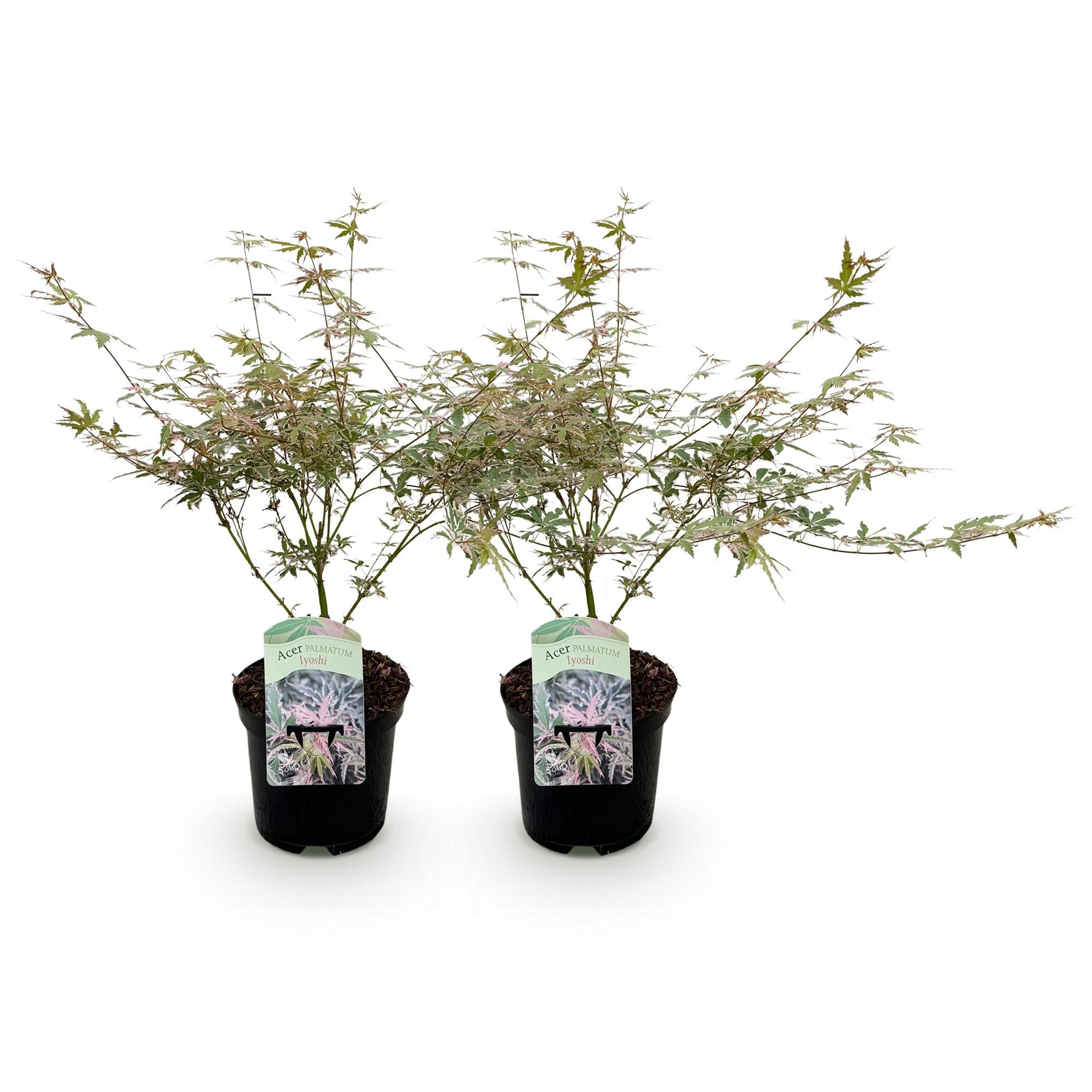 Terrasplant - Japanse Esdoorn - Acer palmatum Iyoshi - Roze - 2 Planten - Bladverliezend - Pot 19cm Hoogte 70cm