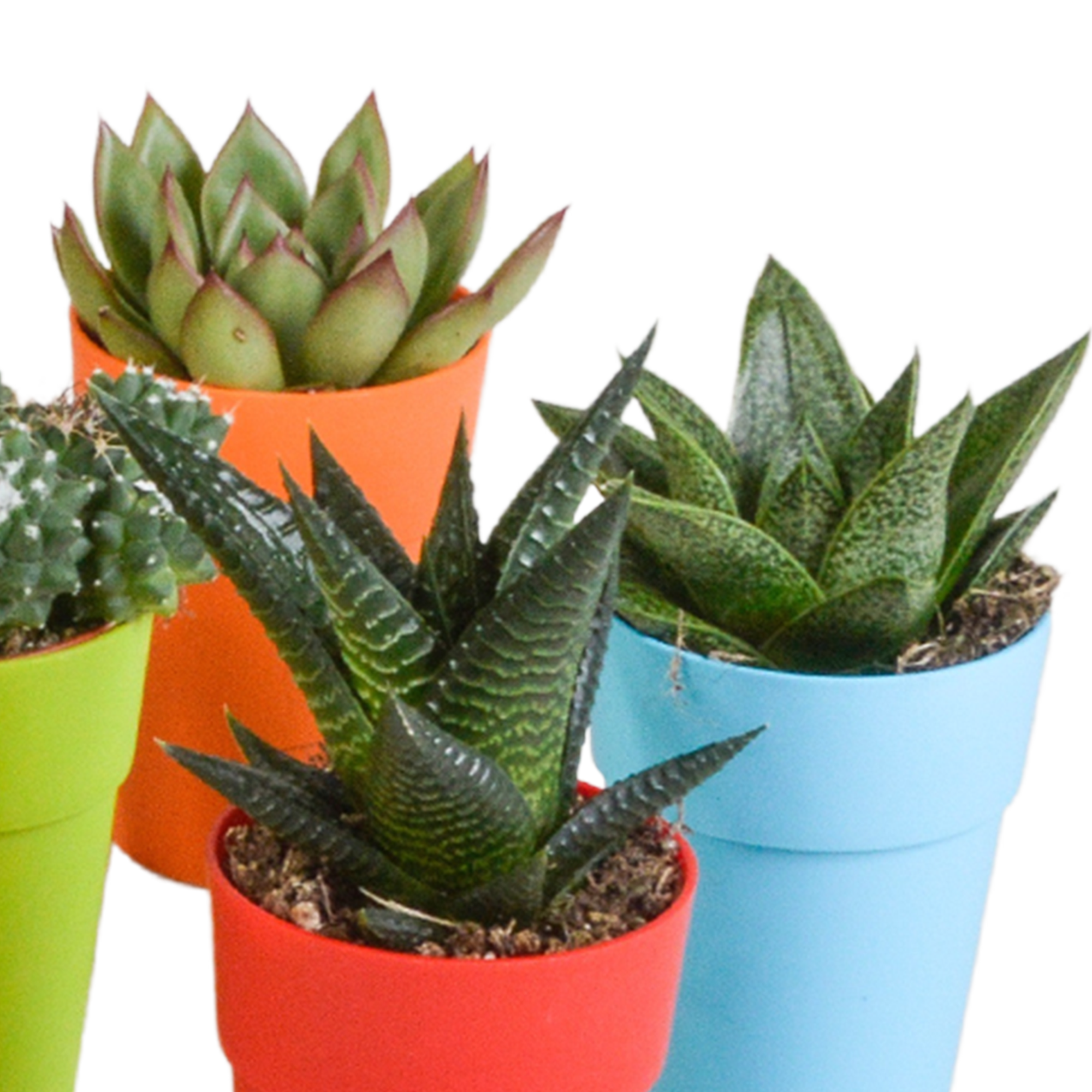Cactus en vetplanten mix 5.5 cm | 15 stuks - in gekleurde plasticpot