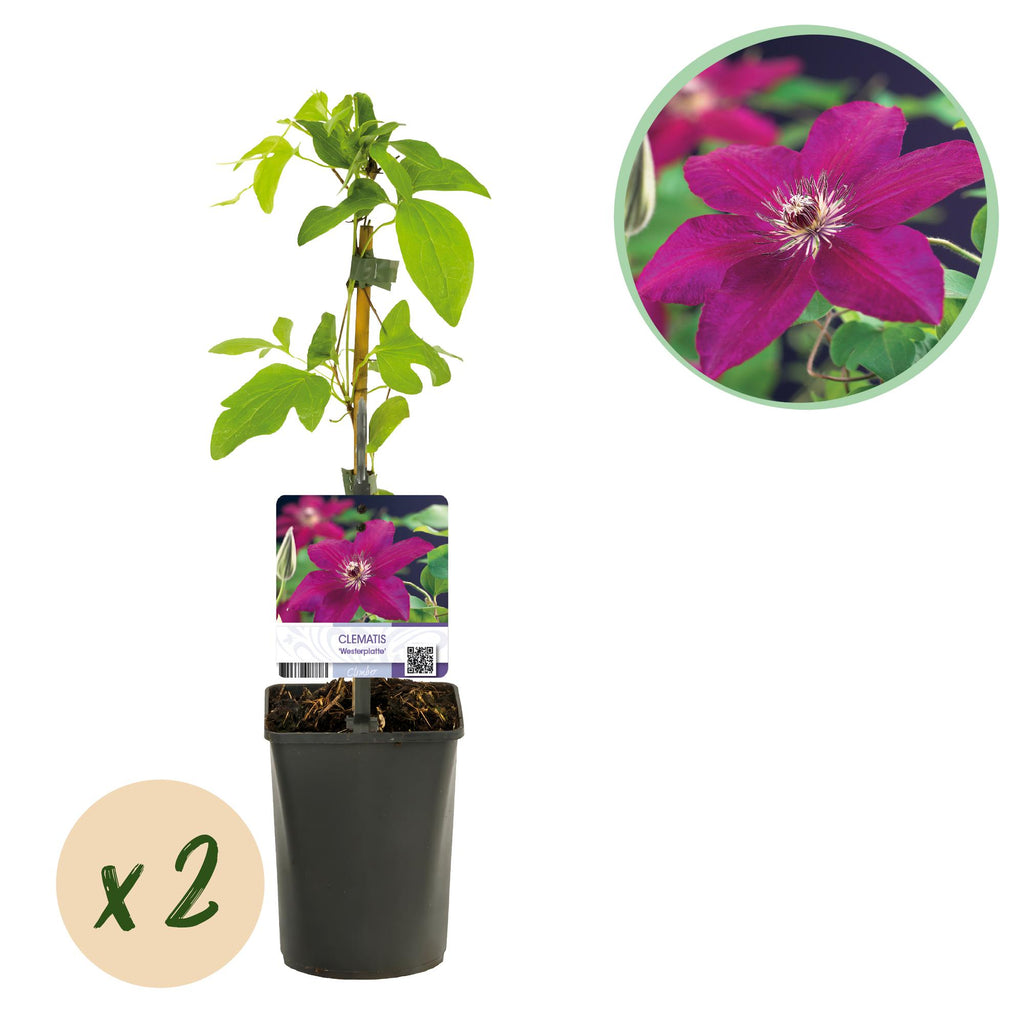 Klimplant - Clematis Westerplatte - Bloem Rood - Weinig onderhoud -2 planten -  Pot 11cm Hoogte 40cm