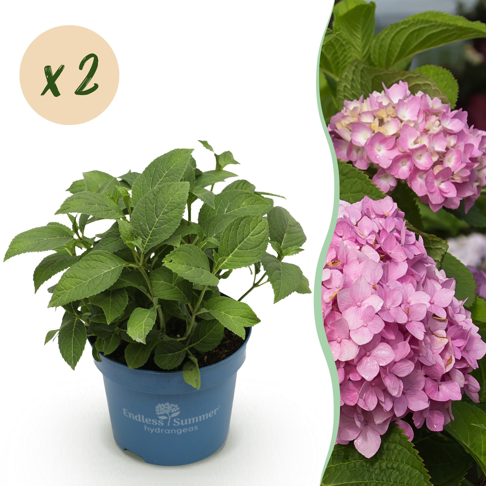 Tuinplant - Hydrangea Endles Summer The Original Pink - Hortensia - Winterhard - Roze - 2 Planten - Pot 14cm - Hoogte 20-25cm