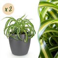 Kamerplant - Chlorophytum comosum Bonnie - Krullende Graslelie - Huisdiervriendelijke Plant - Groen - 2 Planten - met Potter Grijs - Pot 12cm - Hoogte 20cm