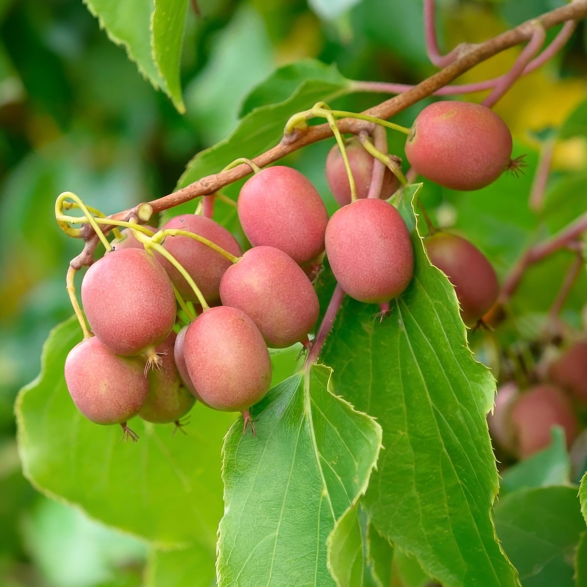 Fruitplant - Actinidia arguta Weiki - Kiwiplant - Mannelijk - Rode - Paarse Vruchtjes - 1 Plant - Pot 15cm - Hoogte 50cm