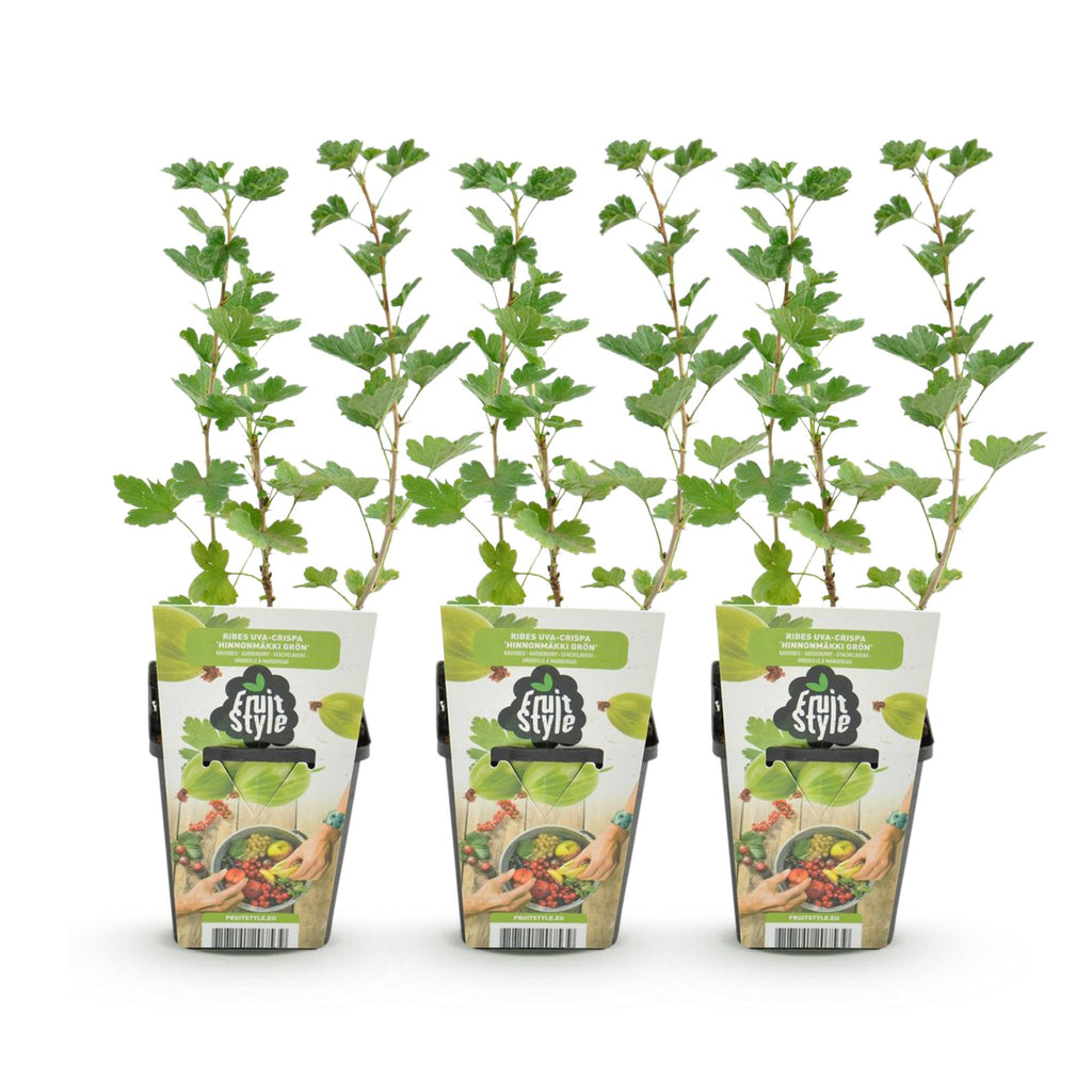 Fruitplanten - Kruisbes - Ribes uva-crispa Hinnonmaki Grun - Winterhard - 3 Planten - Pot 9 cm - Groene Bes