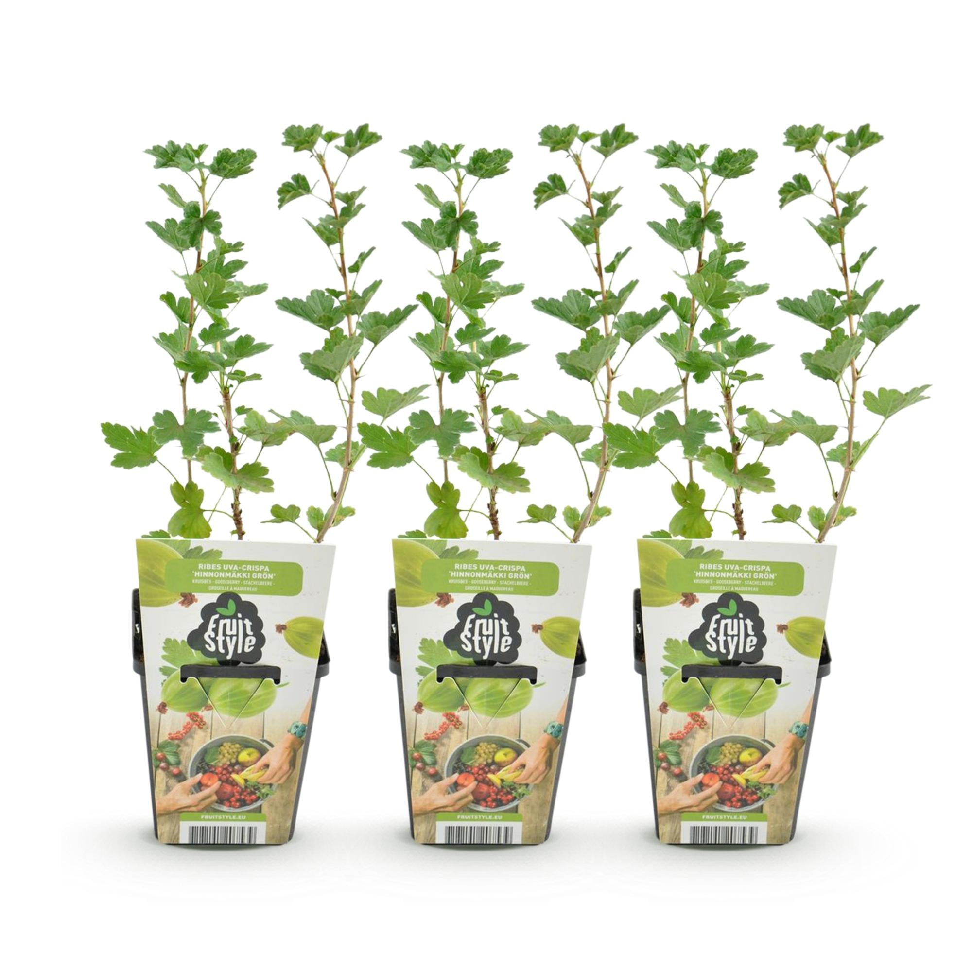 Fruitplanten - Kruisbes - Ribes uva-crispa Hinnonmaki Grun - Winterhard - 3 Planten - Pot 9 cm - Groene Bes