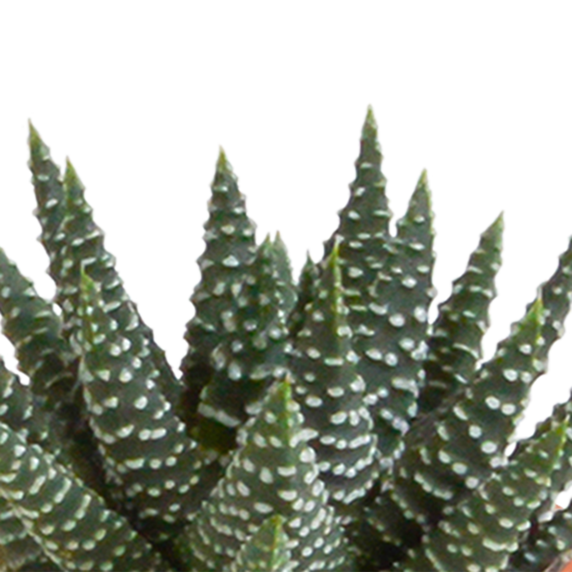 Cactus en vetplanten mix 5.5 cm | 15 stuks - in terracotta pot