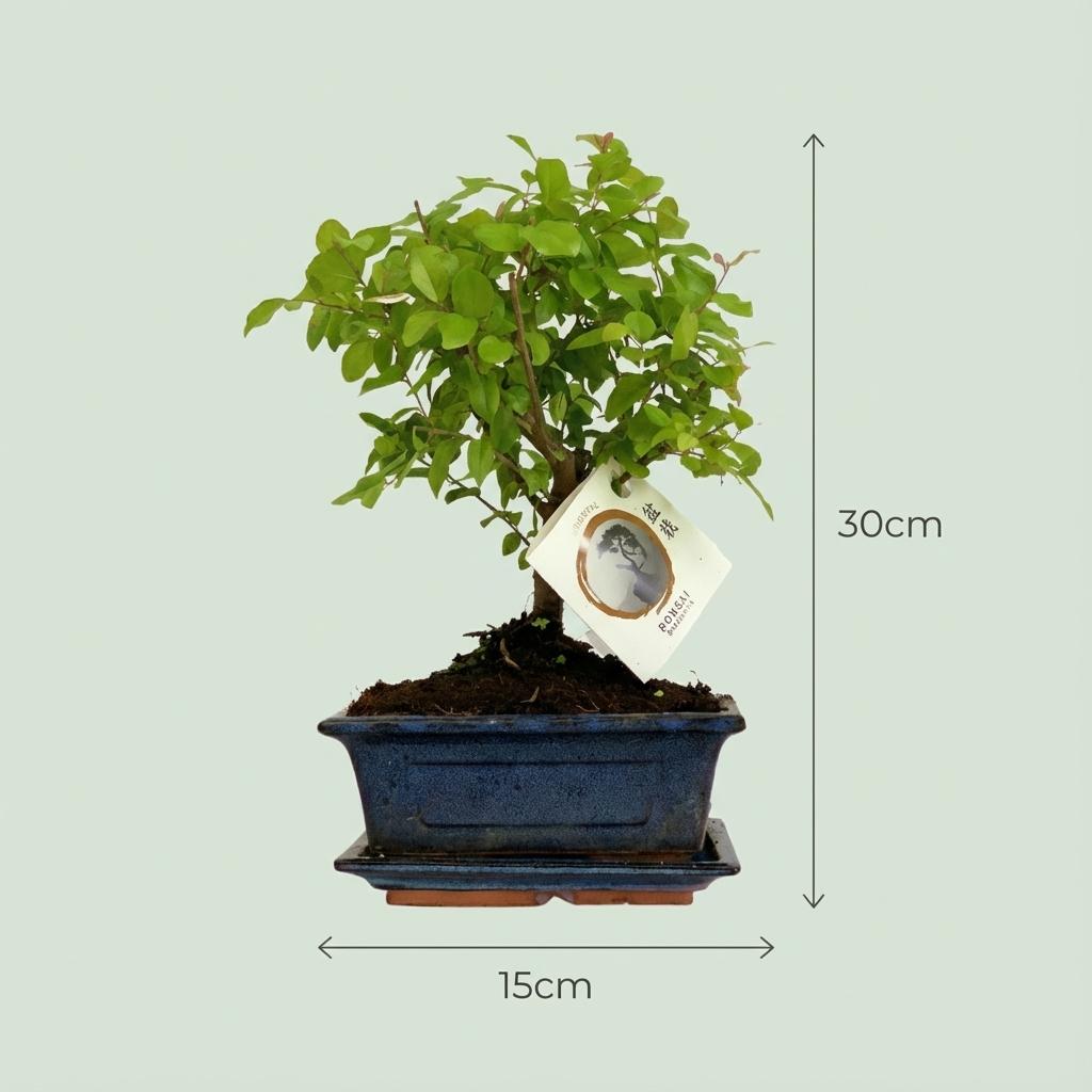 Bonsai Bol vorm Boom - Hoogte: 25-30 cm (mix keramiek)