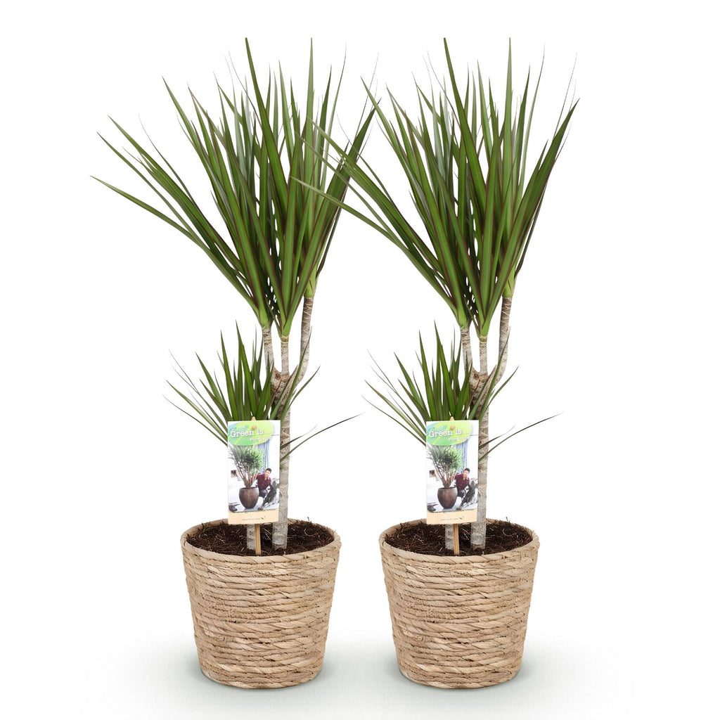 Green is... Kamerplanten - Dracaena Marginata - Drakenbloedboom - Weinig onderhoud - met mand - Groen - 2 Planten - Pot 17cm - Hoogte 70-80cm