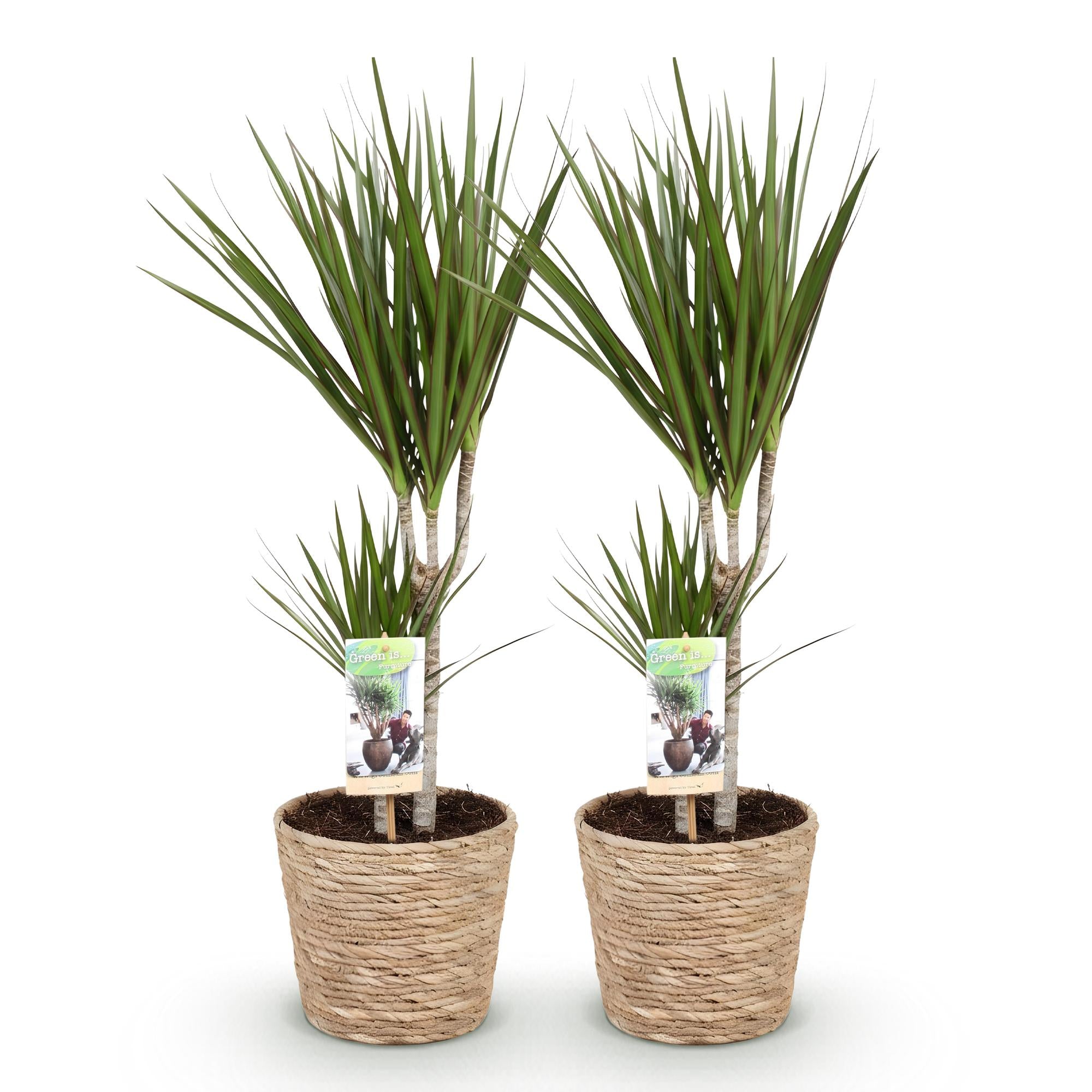Green is... Kamerplanten - Dracaena Marginata - Drakenbloedboom - Weinig onderhoud - met mand - Groen - 2 Planten - Pot 17cm - Hoogte 70-80cm