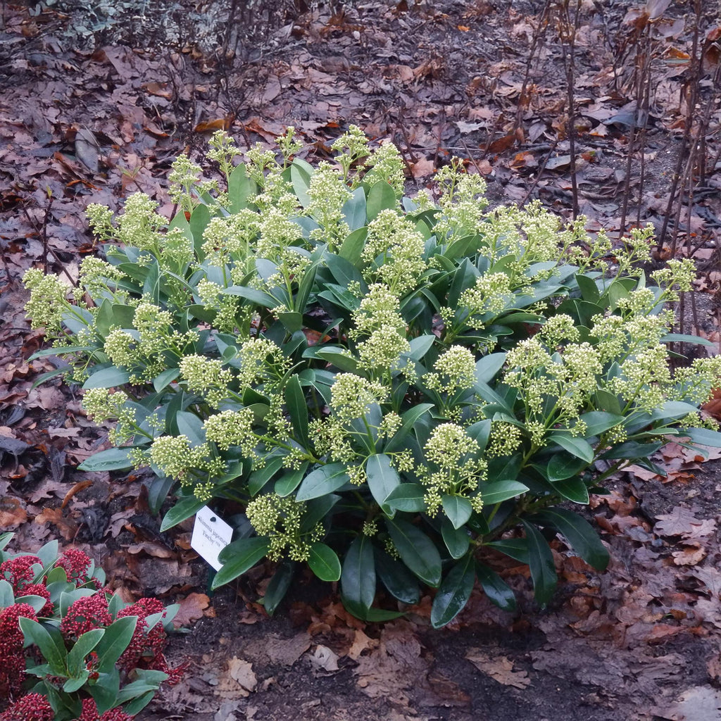 Terrasplant - Skimmia japonica Finchy - Bloem Wit - 15+ Bloemen - 2 Planten - Winterhard - Pot 15cm Hoogte 30cm