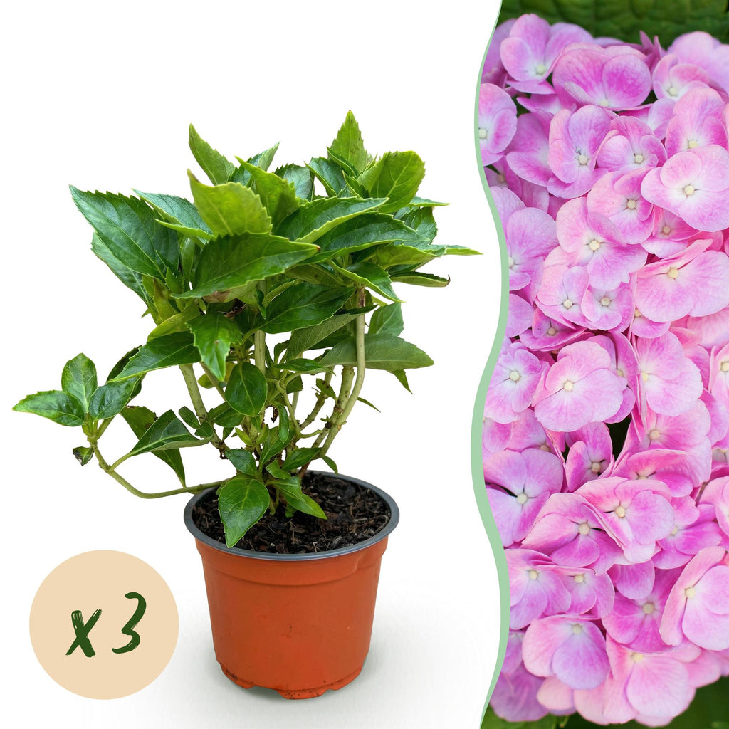Tuinplant - Hydrangea macrophylla Roze - Hortensia - Winterhard - Roze - 3 Planten - Pot 12cm - Hoogte Hoogte 20-30cm