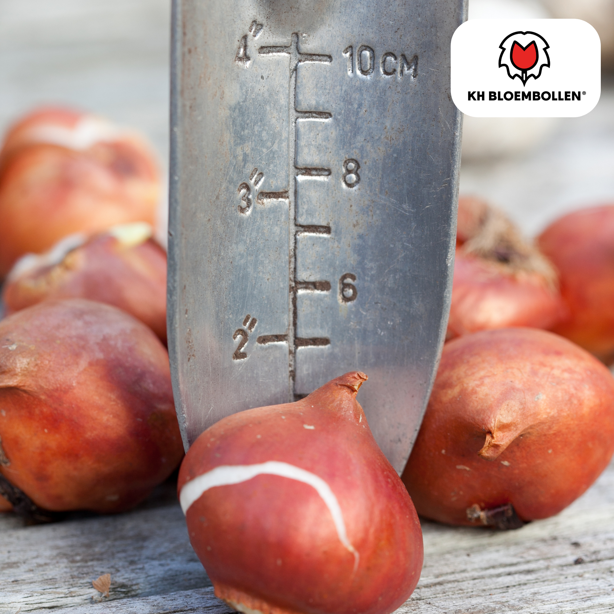 Tulpenbollen Spring Break – 20 Stuks | KH Bloembollen® | Rood-Oranje Tulp – Vurig, Energiek & Opvallend – Voor Tuin of Pot – Maat 11/12 – Vers van de Teler