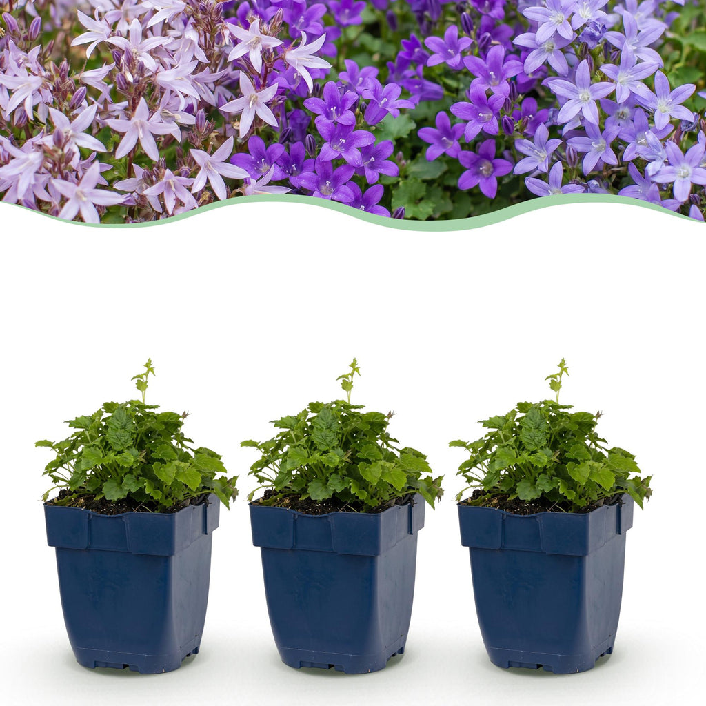 Vasteplant - Campanula portenschlagiana Tricolour - Perzikbladklokje - Bodembedekkend - Paars - Roze - Wit - 6 Planten - Pot 11cm - Hoogte 15-25cm
