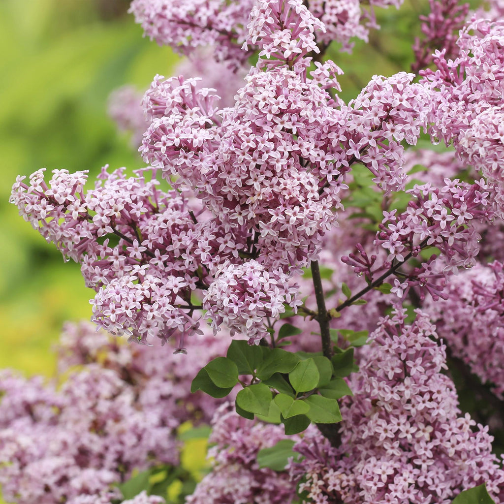 Plant op Stam- Syringa meyeri Palibin - Terras Plant - Bladverliezend - Winterhard- Paarse Bloem - Pot 19cm Hoogte 90cm