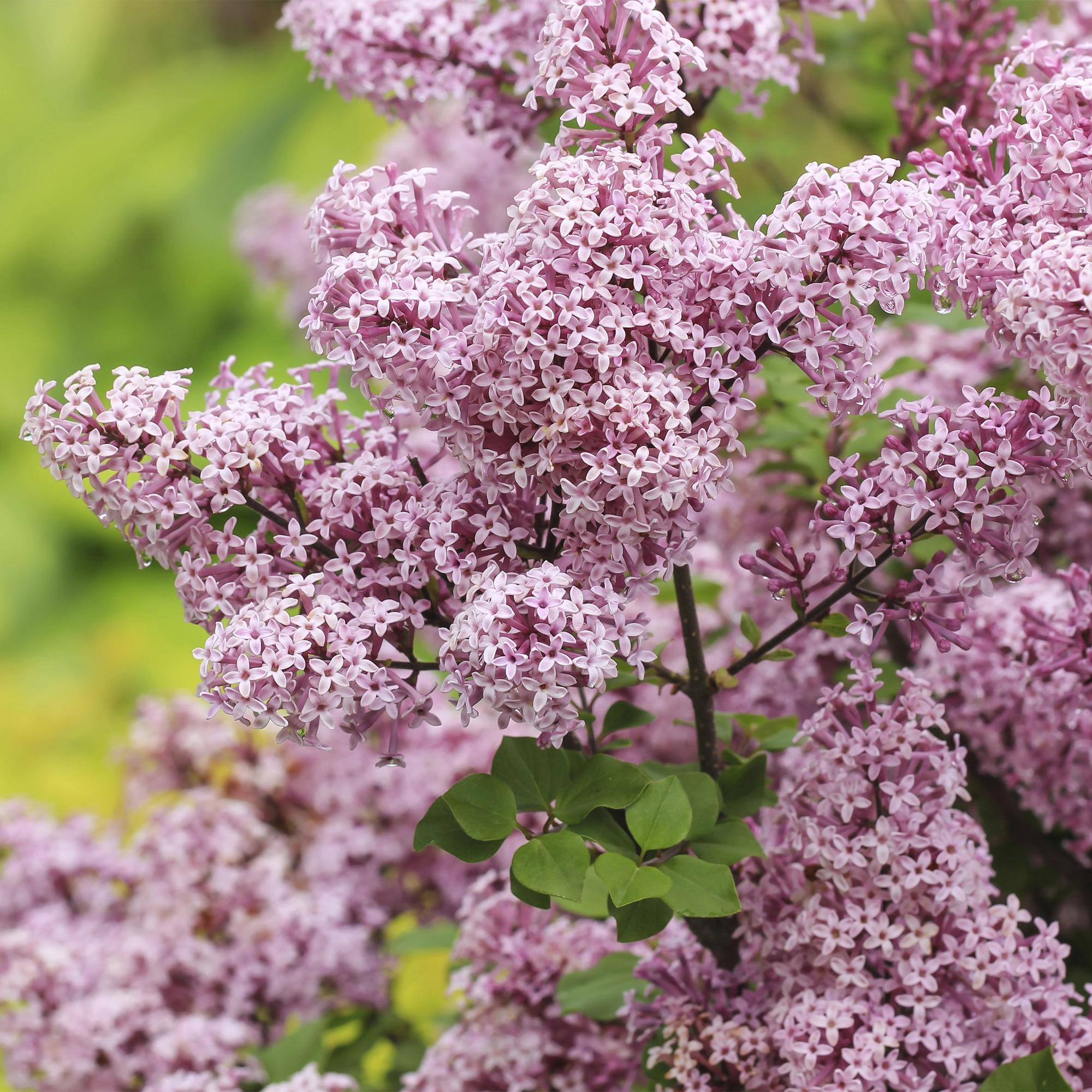 Plant op Stam- Syringa meyeri Palibin - Terras Plant - Bladverliezend - Winterhard- Paarse Bloem - Pot 19cm Hoogte 90cm