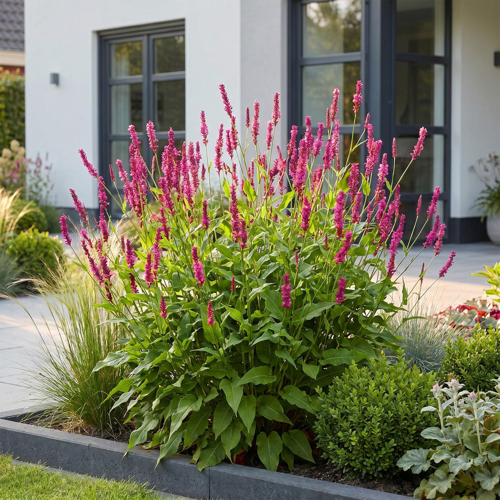 Vasteplant - Persicaria amplexicaulis - Duizendknoop - Bijen en Vlinderlokkers - Rood - 6 Planten - Pot 11cm - Hoogte 15-25cm