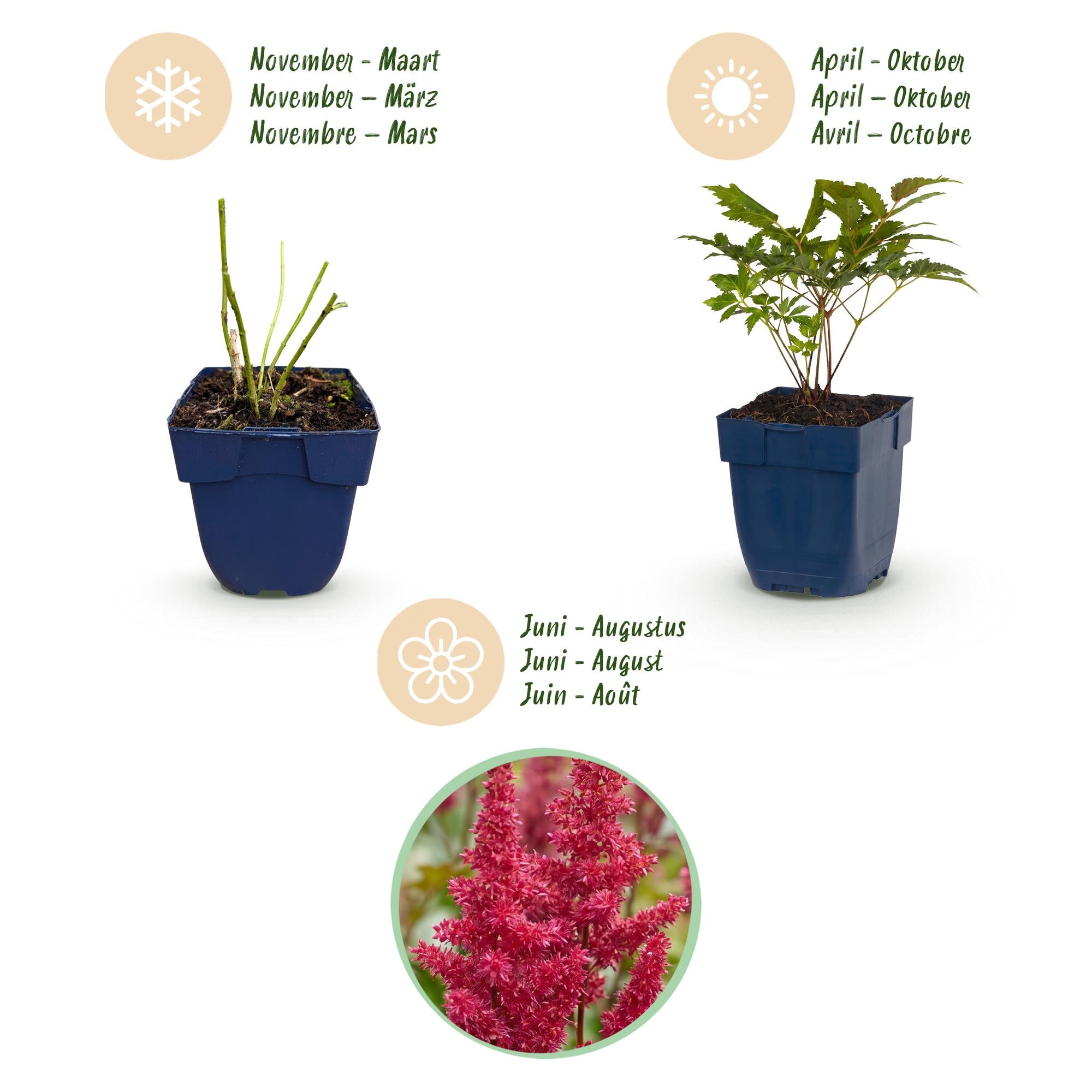 Vasteplant - Astilbe (A) Fanal - Pluimspirea - Schaduw - Rood - 6 Planten - Pot 11cm - Hoogte 15-25cm