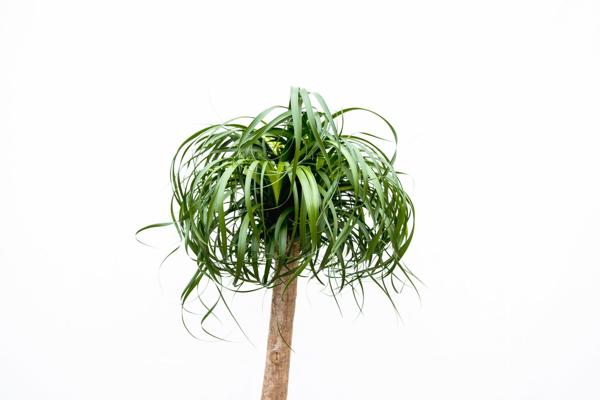 Beaucarnea XXL - 180cm - 180cm