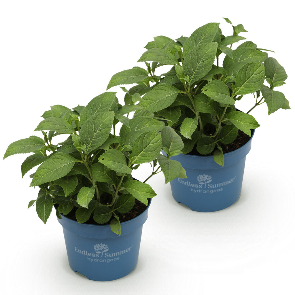 Tuinplant - Hydrangea Endles Summer Summer Love Red - Hortensia - Winterhard - Rood - 2 Planten - Pot 14cm - Hoogte 20-25cm